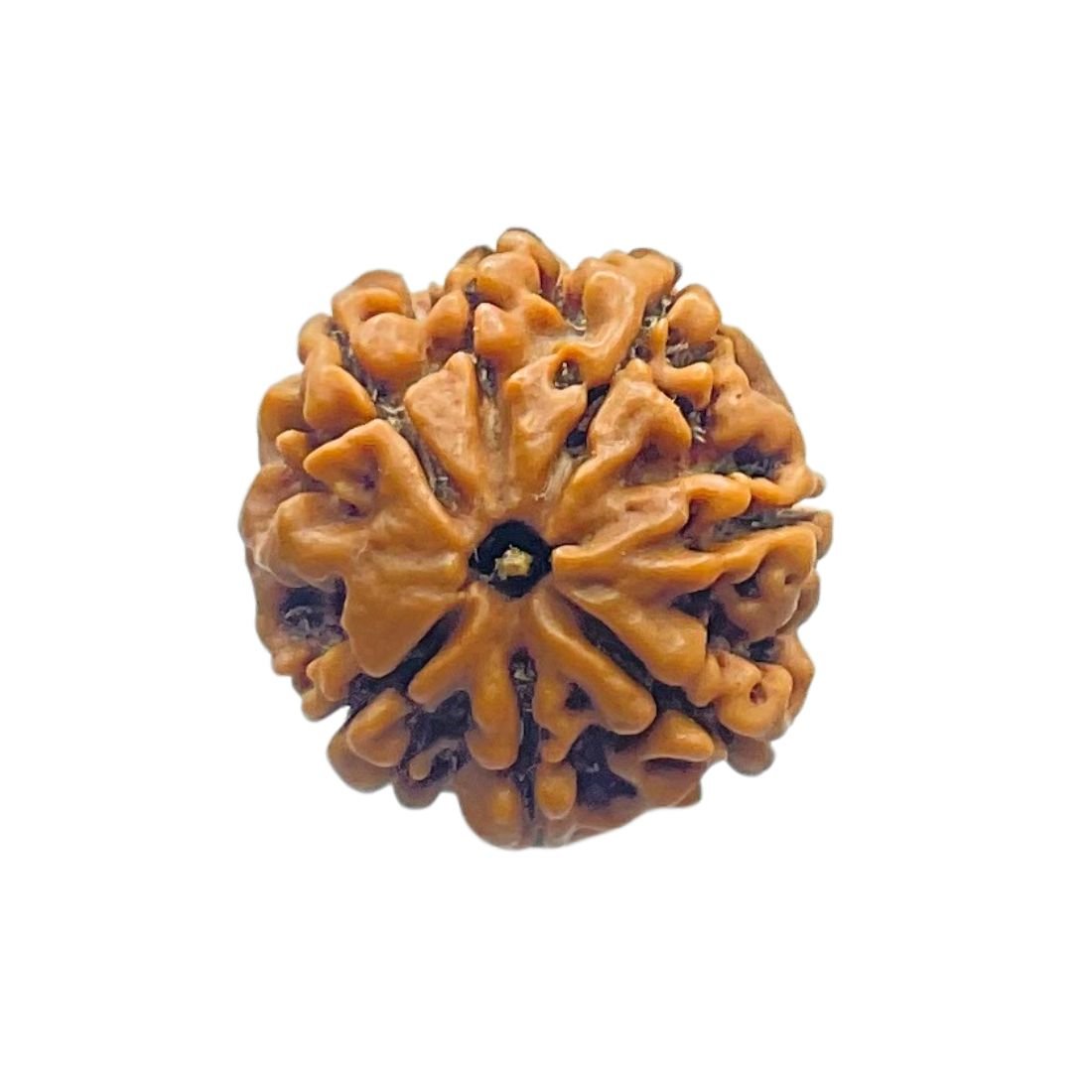 7 Mukhi Nepal Rudraksha (20.00 Mm) 3 7 Mukhi Nepal Rudraksha (20.00 Mm)