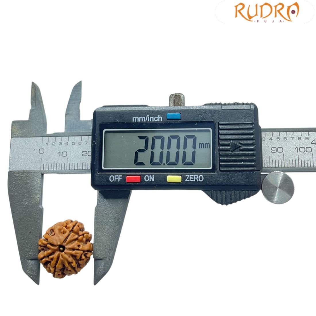 7 Mukhi Nepal Rudraksha (20.00 Mm) 4 7 Mukhi Nepal Rudraksha (20.00 Mm)