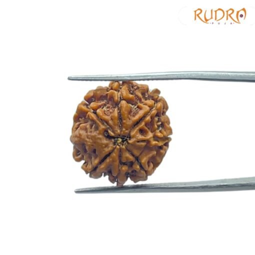 7 Mukhi Nepal Rudraksha (20.00 MM)