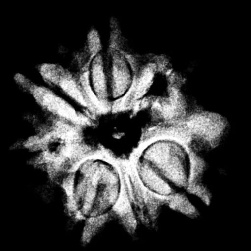 7 Mukhi Nepal Rudraksha (20.00 MM)