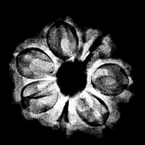 7 Mukhi Nepal Rudraksha (20.05MM)