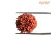 7 Mukhi Nepal Rudraksha (20.05Mm) 14 7-Mukhi-Nepal-Rudraksha-20.05Mm-Bp-C.jpg