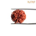 7 Mukhi Nepal Rudraksha (20.05Mm) 7 7-Mukhi-Nepal-Rudraksha-20.05Mm-Bp-C.jpg