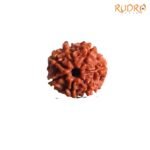 7-Mukhi-Nepal-Rudraksha-20.05MM-FPC.jpg
