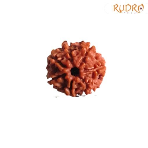 7-Mukhi-Nepal-Rudraksha-20.05MM-FPC.jpg