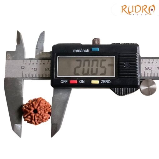 7-Mukhi-Nepal-Rudraksha-20.05MM-OP-C.jpg