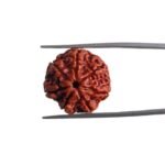 7 Mukhi Nepal Rudraksha (20.10 MM)