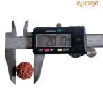 7 Mukhi Nepal Rudraksha (20.10 Mm) 8 7 Mukhi Nepal Rudraksha (20.10 Mm)