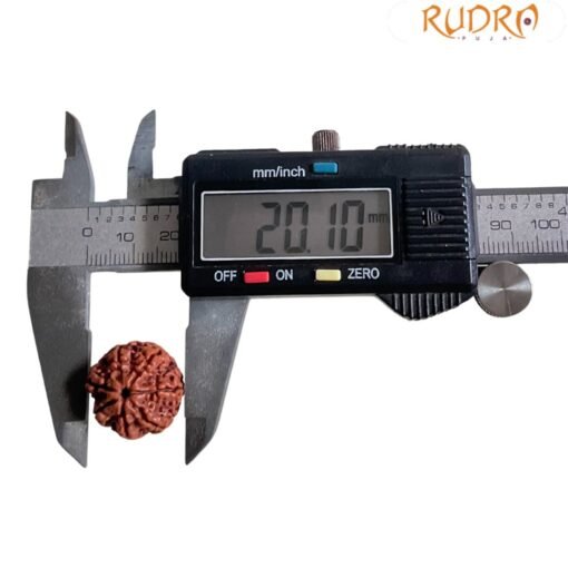 7 Mukhi Nepal Rudraksha (20.10 MM)