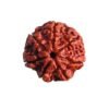 7 Mukhi Nepal Rudraksha (20.10 Mm) 14 7 Mukhi Nepal Rudraksha (20.10 Mm)