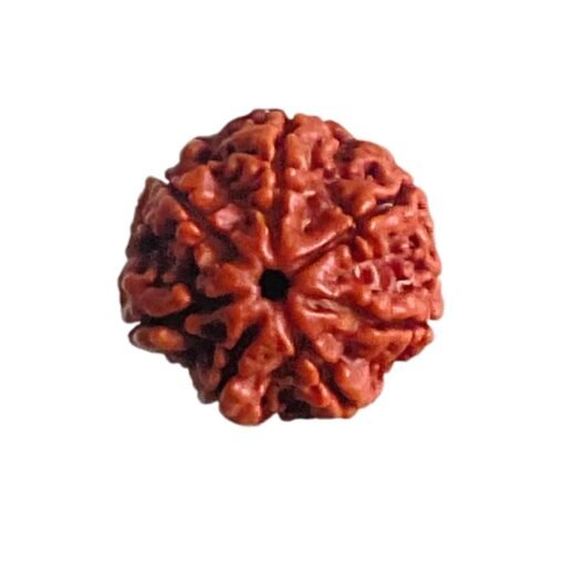 7 Mukhi Nepal Rudraksha (20.10 MM)
