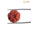 7 Mukhi Nepal Rudraksha (20.10 Mm) 13 7 Mukhi Nepal Rudraksha (20.10 Mm)