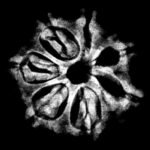 7 Mukhi Nepal Rudraksha (20.10 Mm) 9 7 Mukhi Nepal Rudraksha (20.10 Mm)