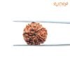 7 Mukhi Nepal Rudraksha (20.15 Mm) 14 7 Mukhi Nepal Rudraksha (20.15 Mm)