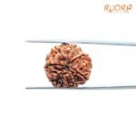 7 Mukhi Nepal Rudraksha (20.15 Mm) 7 7 Mukhi Nepal Rudraksha (20.15 Mm)