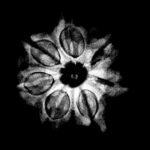 7 Mukhi Nepal Rudraksha (20.15 Mm) 9 7-Mukhi-Nepal-Rudraksha-20.15-Mm-Fp-C-1.Jpg