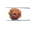 7 Mukhi Nepal Rudraksha (20.15 Mm) 11 7-Mukhi-Nepal-Rudraksha-20.15-Mm-Mp-C.jpg