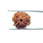 7-Mukhi-Nepal-Rudraksha-20.15-MM-MP-C.jpg