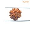 7 Mukhi Nepal Rudraksha (20.16 Mm) 14 7-Mukhi-Nepal-Rudraksha-20.16-Mm-Bp-C.jpg