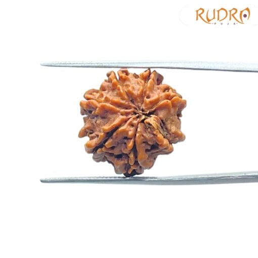 7-Mukhi-Nepal-Rudraksha-20.16-Mm-Bp-C.jpg