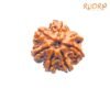 7 Mukhi Nepal Rudraksha (20.16 Mm) 13 7-Mukhi-Nepal-Rudraksha-20.16-Mm-Fp-C.jpg