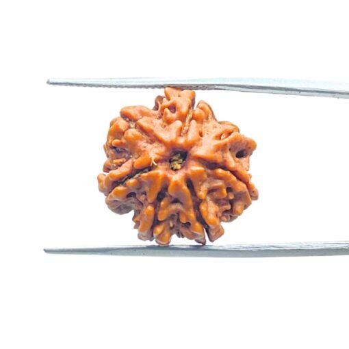 7-Mukhi-Nepal-Rudraksha-20.16-Mm-Mp-C.jpg