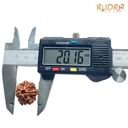 7-Mukhi-Nepal-Rudraksha-20.16-Mm-Op-C.jpg