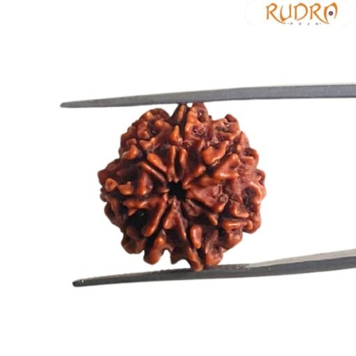7 Mukhi Nepal Rudraksha ( 20.20 MM)