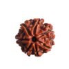 7 Mukhi Nepal Rudraksha ( 20.20 Mm) 14 7 Mukhi Nepal Rudraksha ( 20.20 Mm)
