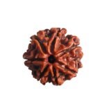 7 Mukhi Nepal Rudraksha ( 20.20 Mm) 7 7 Mukhi Nepal Rudraksha ( 20.20 Mm)