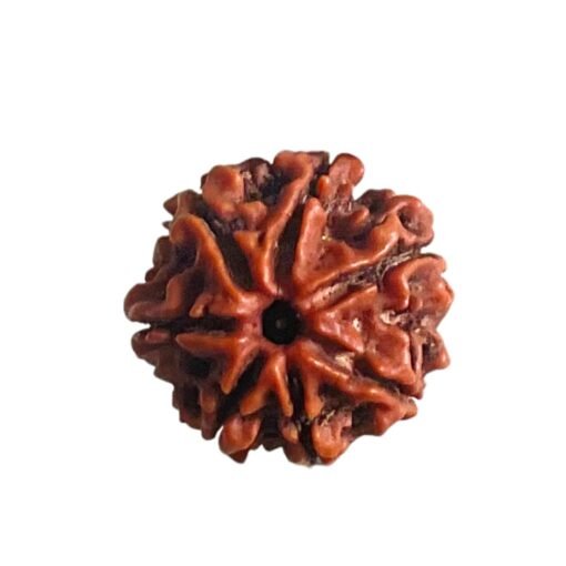 7 Mukhi Nepal Rudraksha ( 20.20 MM)