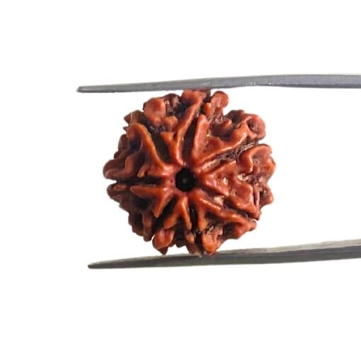 7 Mukhi Nepal Rudraksha ( 20.20 Mm) 10 7 Mukhi Nepal Rudraksha ( 20.20 Mm)