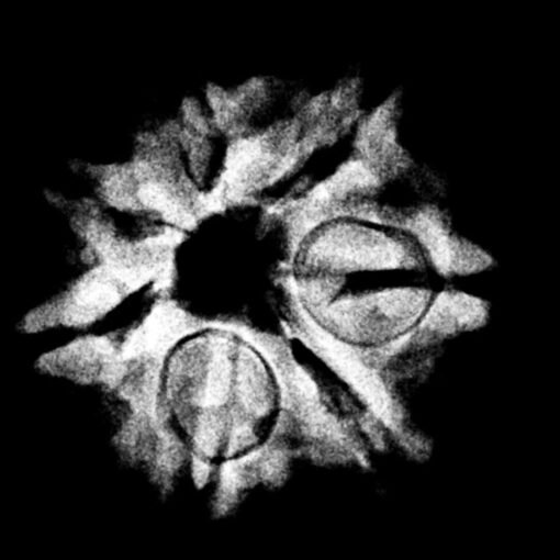 7 Mukhi Nepal Rudraksha ( 20.20 MM)