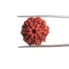 7-Mukhi-Nepal-Rudraksha-20.25-Mm-Mp-C.jpg