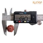 7 Mukhi Nepal Rudraksha ( 20.25 Mm) 8 7-Mukhi-Nepal-Rudraksha-20.25-Mm-Op-C.jpg