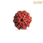 7 Mukhi Nepal Rudraksha ( 20.25 Mm) 7 7-Mukhi-Nepal-Rudraksha-20.25-Mm-Rp-C.jpg