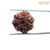 7 Mukhi Nepal Rudraksha (20.32 Mm) 14 7-Mukhi-Nepal-Rudraksha-20.32-Mm-Bp-C-1.Jpg