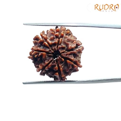 7-Mukhi-Nepal-Rudraksha-20.32-MM-BP-C-1.jpg