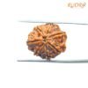 7 Mukhi Nepal Rudraksha (20.32 Mm) 14 7-Mukhi-Nepal-Rudraksha-20.32-Mm-Bp-C.jpg