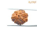 7-Mukhi-Nepal-Rudraksha-20.32-Mm-Bp-C.jpg
