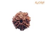 7-Mukhi-Nepal-Rudraksha-20.32-MM-FP-C-1.jpg