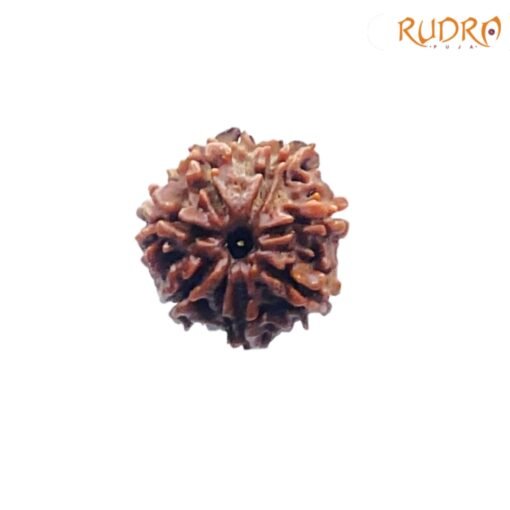 7-Mukhi-Nepal-Rudraksha-20.32-MM-FP-C-1.jpg