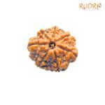 7-Mukhi-Nepal-Rudraksha-20.32-MM-FP-C.jpg