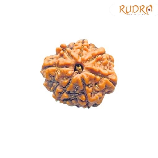 7-Mukhi-Nepal-Rudraksha-20.32-Mm-Fp-C.jpg