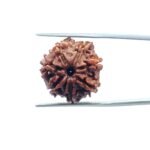 7-Mukhi-Nepal-Rudraksha-20.32-MM-MP-C-1.jpg