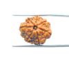 7-Mukhi-Nepal-Rudraksha-20.32-MM-MP-C.jpg