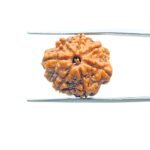 7-Mukhi-Nepal-Rudraksha-20.32-MM-MP-C.jpg