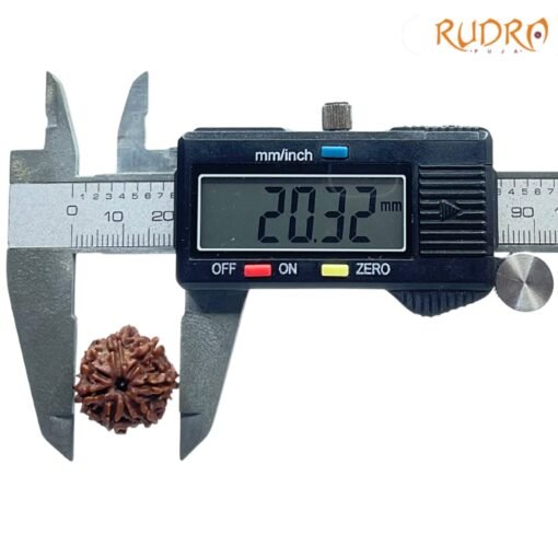 7-Mukhi-Nepal-Rudraksha-20.32-MM-OP-C-1.jpg