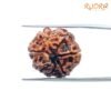 7 Mukhi Nepal Rudraksha (20.33 Mm) 14 7-Mukhi-Nepal-Rudraksha-20.33-Mm-Bp-C.jpg