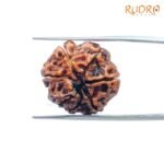 7 Mukhi Nepal Rudraksha (20.33 Mm) 7 7-Mukhi-Nepal-Rudraksha-20.33-Mm-Bp-C.jpg